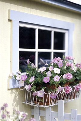 Flower pots hanging below a window